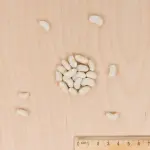 Légumes Secs - Haricot Nain à Ecosser Mogex (type Mogette) - 20 m - MEDIA_3D